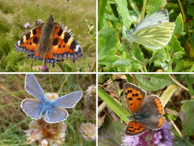 Explore & Record The Wildlife Of The Rhins of Galloway Coast This Summer!