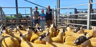 Champion Gimmers for Messrs McKie, Finniness at Wallets On Saturday