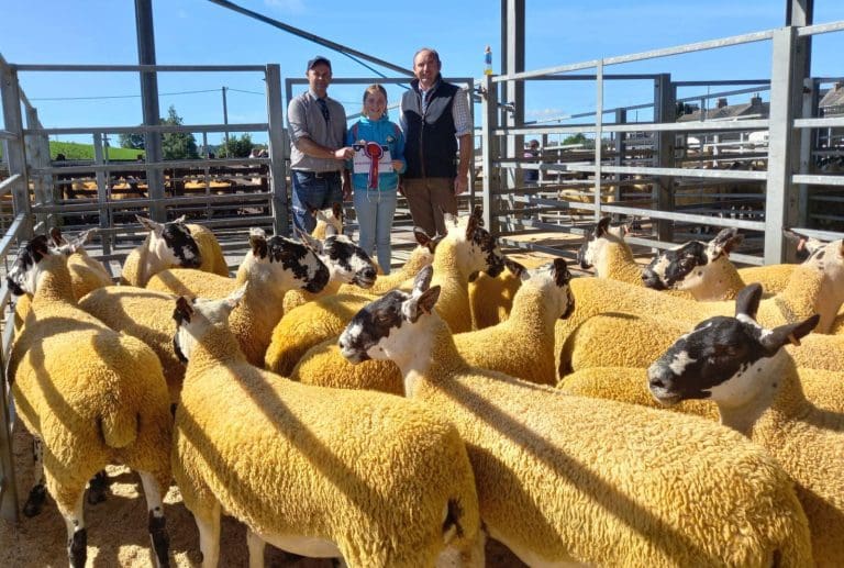 Champion Gimmers for Messrs McKie, Finniness at Wallets On Saturday