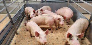 DUMFRIES MONTHLY PIG SALE REPORT - AUGUST 2022