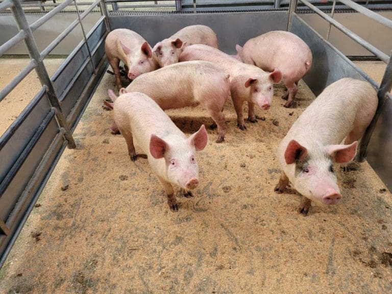 DUMFRIES MONTHLY PIG SALE REPORT - AUGUST 2022