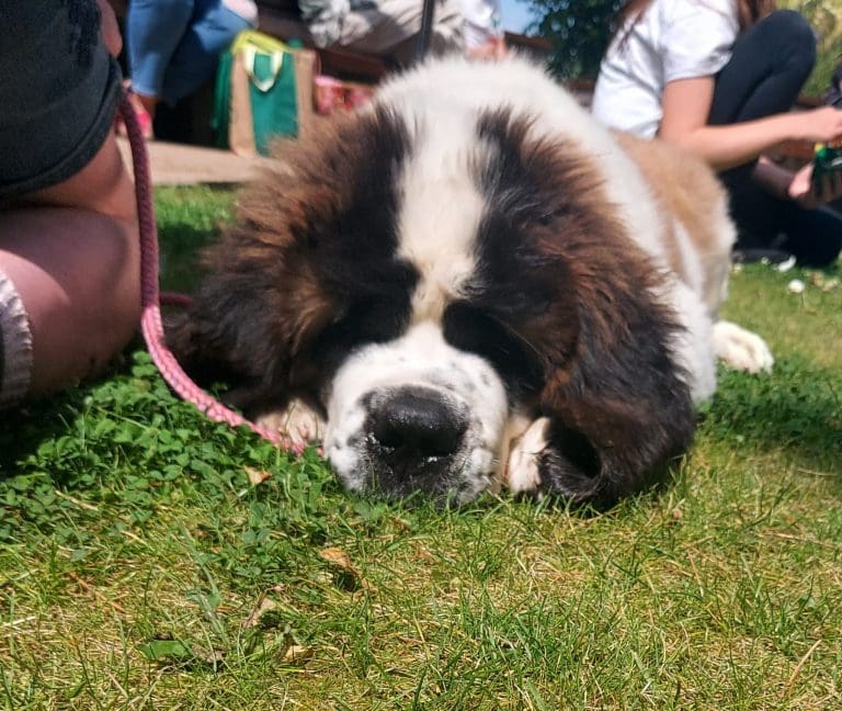 A Pup With A Very Special Pedigree Visits The House Where Peter Pan Was Born