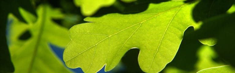 Lobbying Success For NFUS As Small Woodlands To Qualify As Ecological Focus Areas In The Future