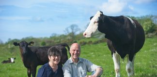 Wilma's Cancer Diagnosis Gives Urgency to Dairy Welfare Campaign