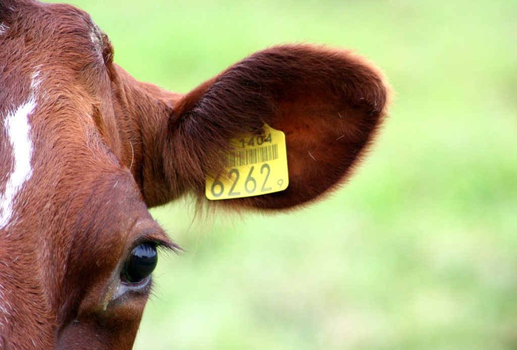 Farmers and crofters are being asked about their experiences with ear tags  