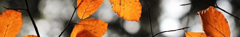 An Autumnal Week Ahead