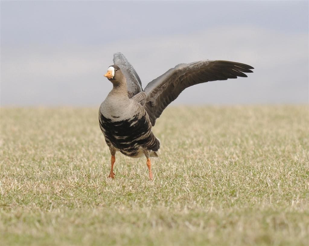 Learn more about our Migrating Geese – A family friendly event, 25th Oct @ Threave Nature Reserve