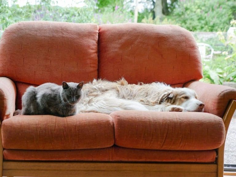 Can cats and dogs live in paw-fect harmony? -National Cat Day October 29th