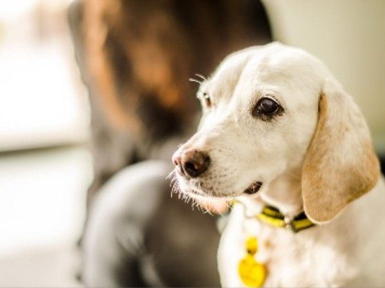 Cost of living crises hits dog owners across the UK