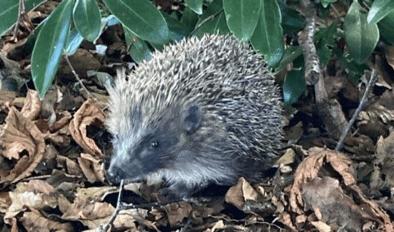 Be A Hedgehog Helper This Winter – SSPCA NEWS