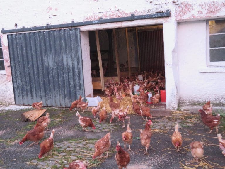 Thornhill Couple Trying to Find Homes for 400 Rescued Hens