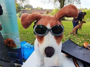 Dog Lovers Unite to Help Raise Awareness of Canine Arthritis