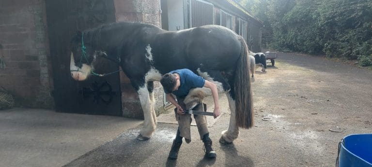 THE SHOE FITS FOR YOUNG FARRIER TO LEARN ANCIENT SKILLS