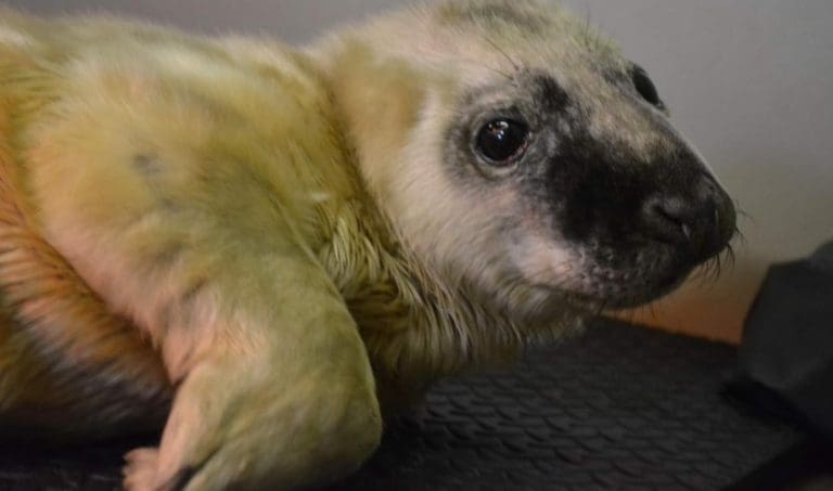 Be Wildlife Wise Around Grey Seals Says SSPCA
