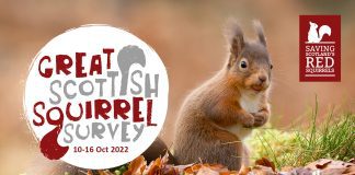 Get squirrel spotting during the Great Scottish Squirrel Survey this month