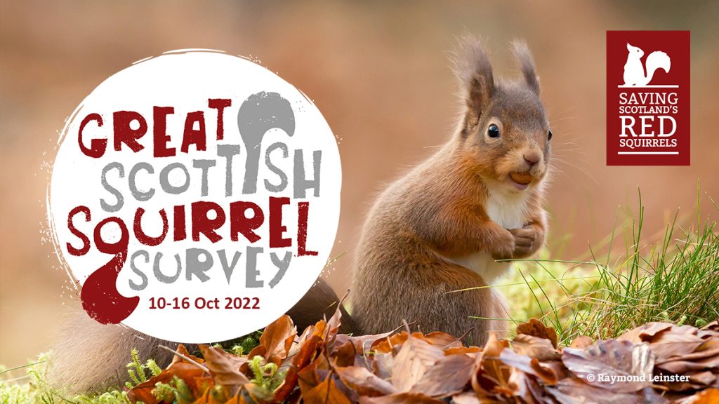 Get squirrel spotting during the Great Scottish Squirrel Survey this month
