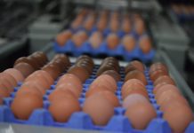 RETAILERS DRIVING LACK OF CONFIDENCE IN EGGS