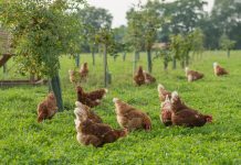 SCOTLAND’S POULTRY PRODUCERS CALL ON SCOTTISH GOVERNMENT TO INTRODUCE HOUSING ORDER IMMEDIATELY