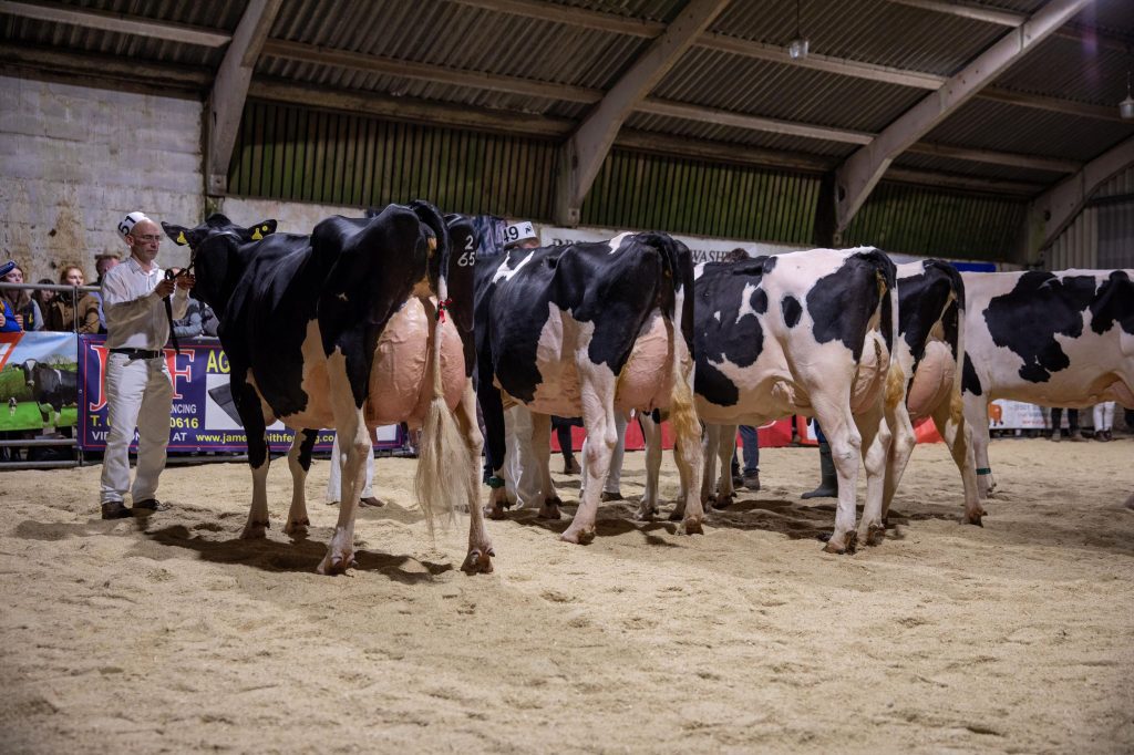 Junior Holstein class line up