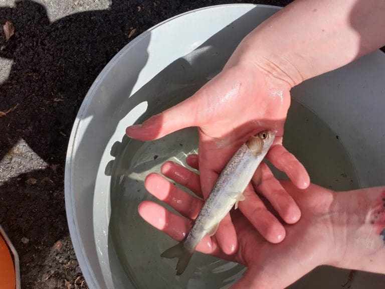Learning about Salmon Migration in Galloway’s River Dee