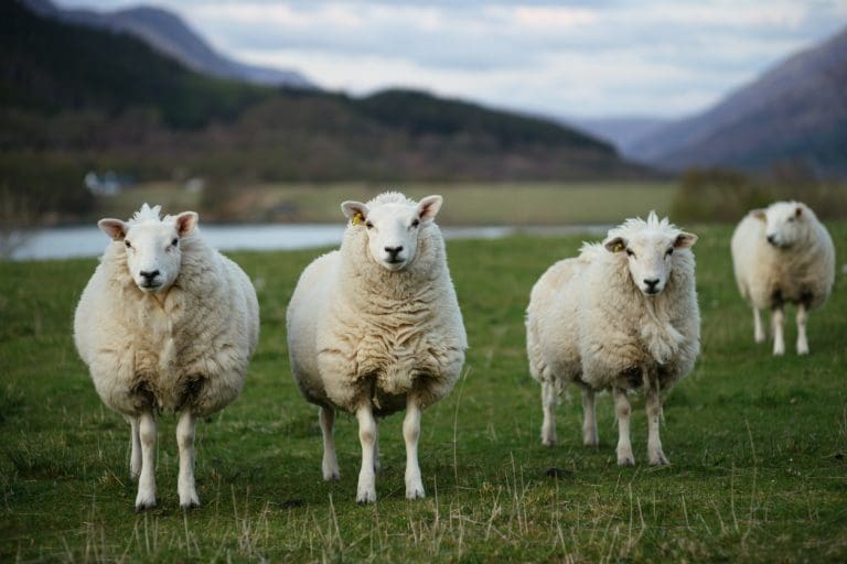 Smarter Sheep Science To Be Showcased at Free Event