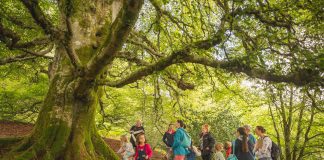 Plans revealed for Galloway’s Fantastic Forest Festival!