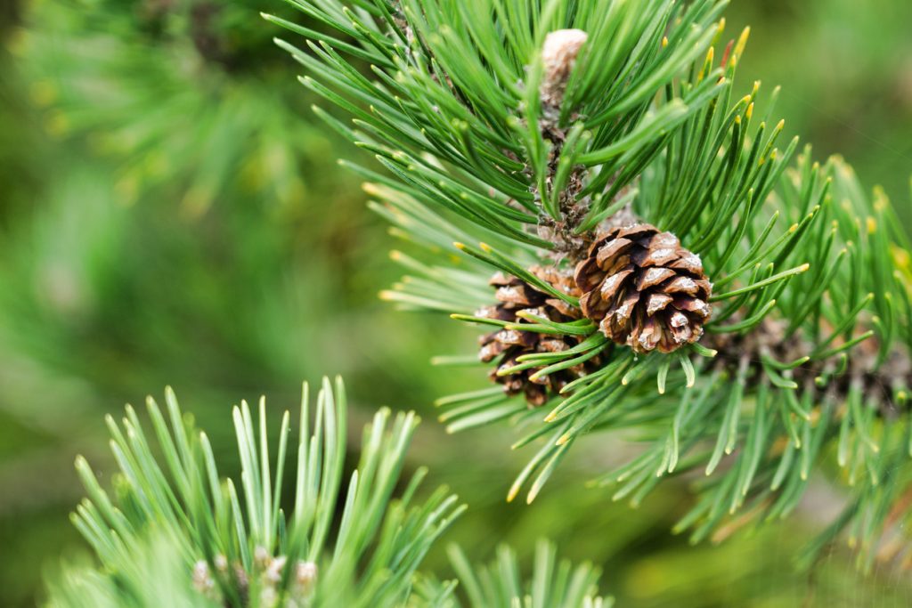 Pine trees offer more than just joy for Christmas