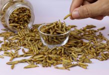 Research to unlock the potential of edible insects