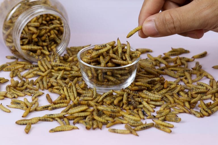 Research to unlock the potential of edible insects