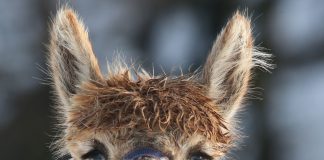 Alpaca and llama owners urged to make their voices herd