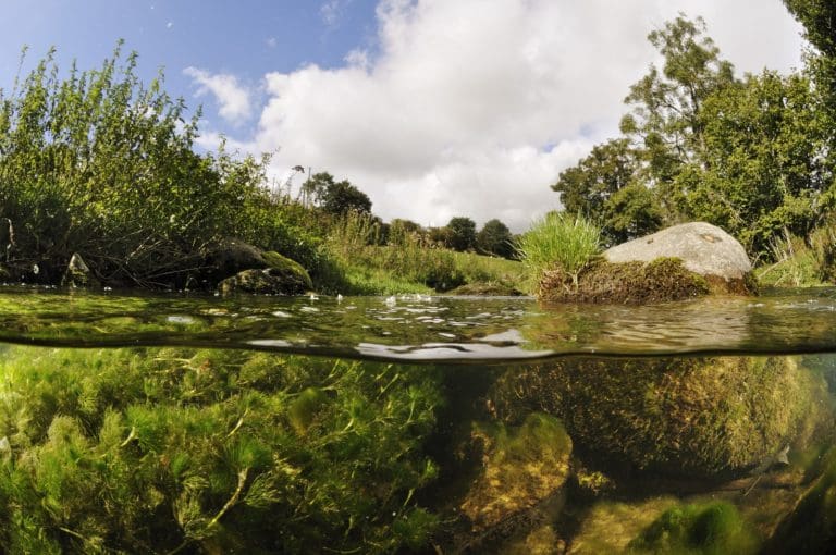 Riverwoods: Do Fish Really Grow on Trees?