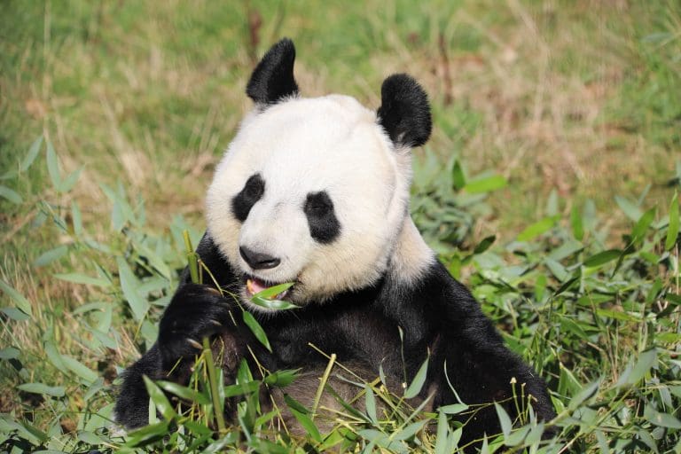 SCOTLAND GETS SET TO SAY GOODBYE TO EDINBRUGH ZOO GIANT PANDAS
