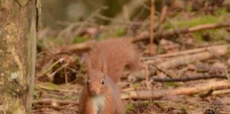Public citizen science effort creates snapshot of squirrel distributions across Scotland.
