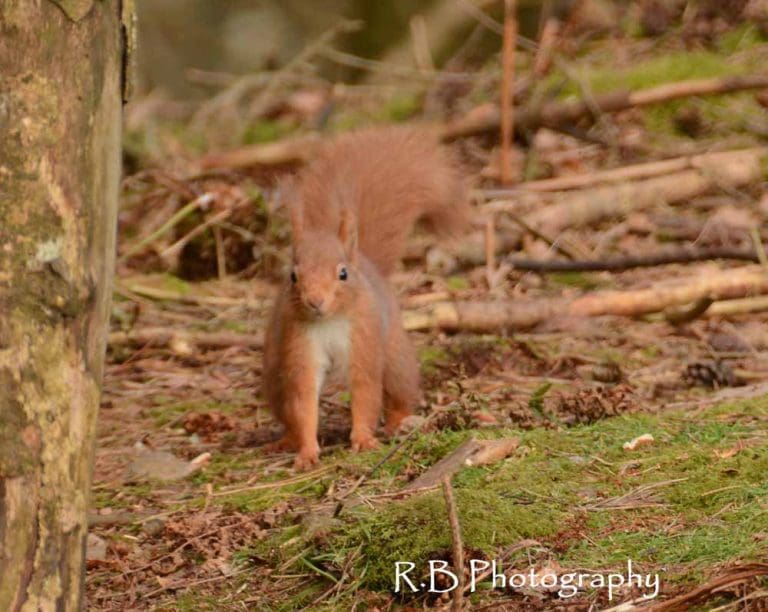 Public citizen science effort creates snapshot of squirrel distributions across Scotland.