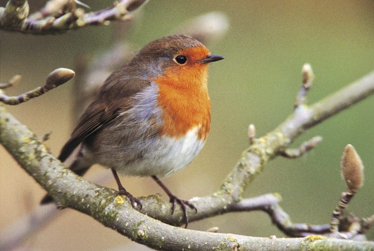 Garden birds are counting on you! Big Garden Birdwatch 2023 Together, let’s make it count