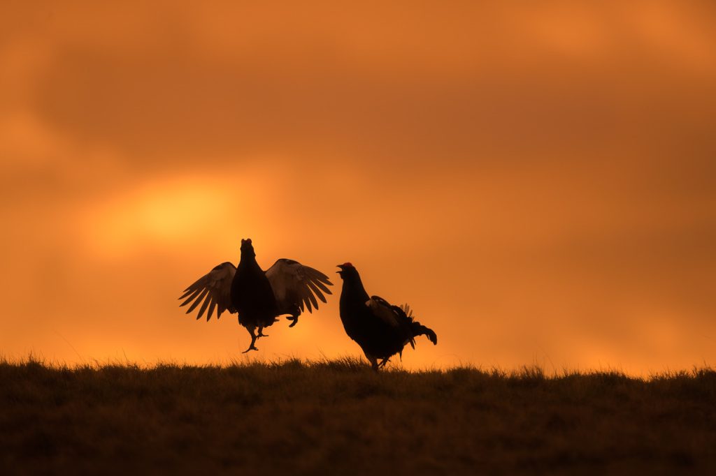 Dumfries and Galloway Black Grouse Project Gets Funding