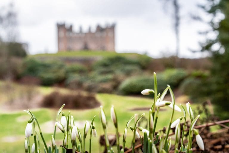 Explore the Winter Gardens and Marr Burn at Drumlanrig Castle Gardens’ Snowdrop Walk Weekend