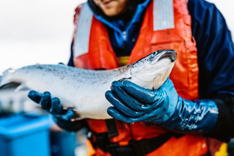 New Project To Sharpen Seafood Skills