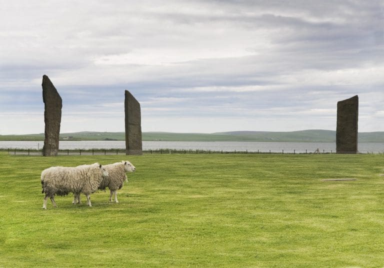 Study looks at impact of ferrying livestock