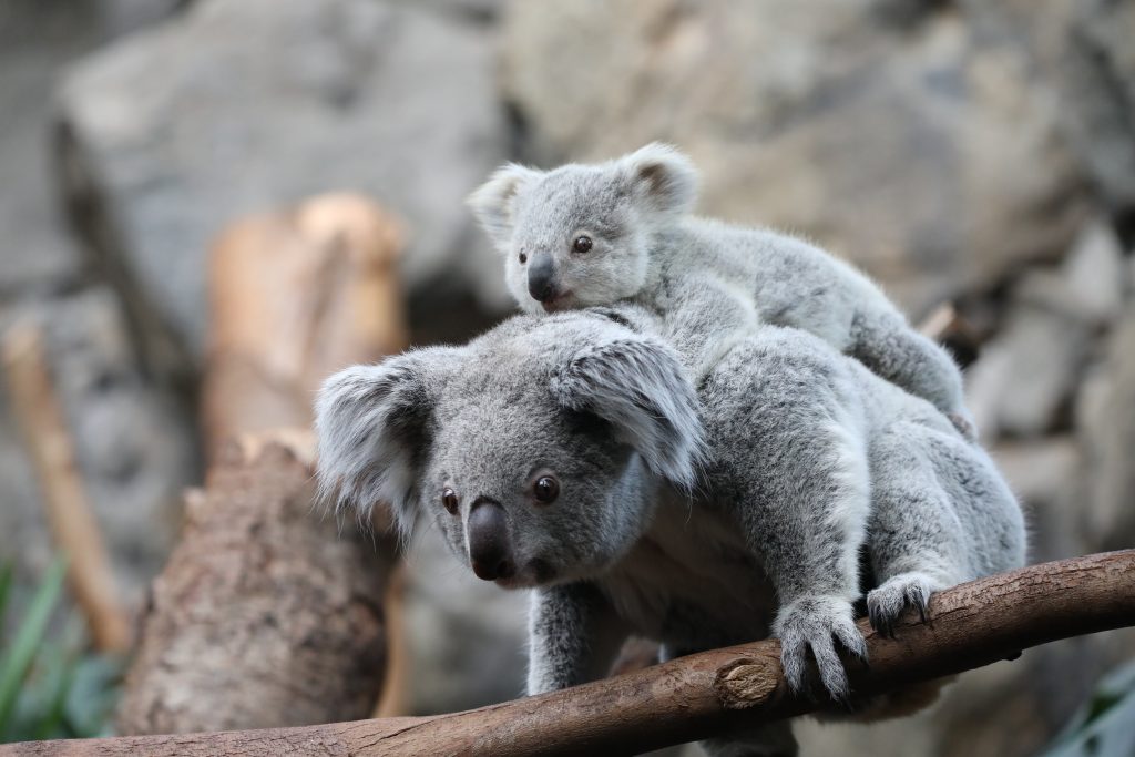 A First For Edinburgh Zoo As Two Baby Koalas Born