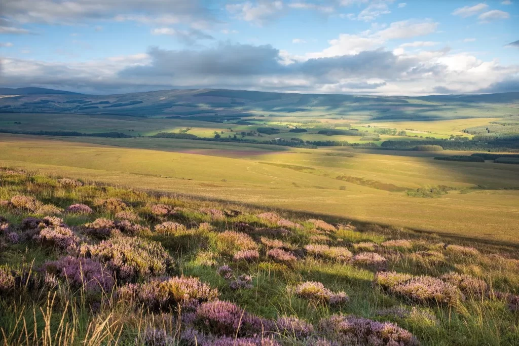 11,000 ACRES OF LANGHOLM MOOR SOLD TO OXYGEN CONSERVATION FIRM