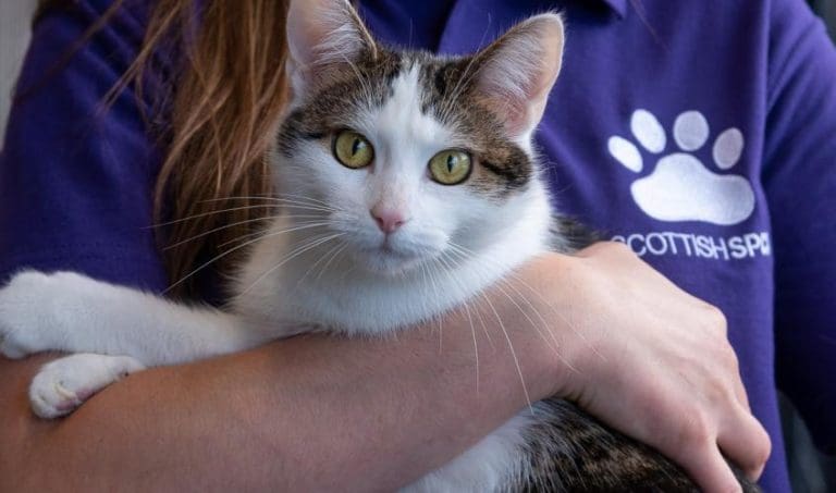 Scottish SPCA Receives Thousands Of Calls As People Give Up Pets During Financial Crisis