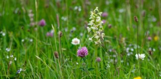 New hedgerow and grassland management guides for farmers