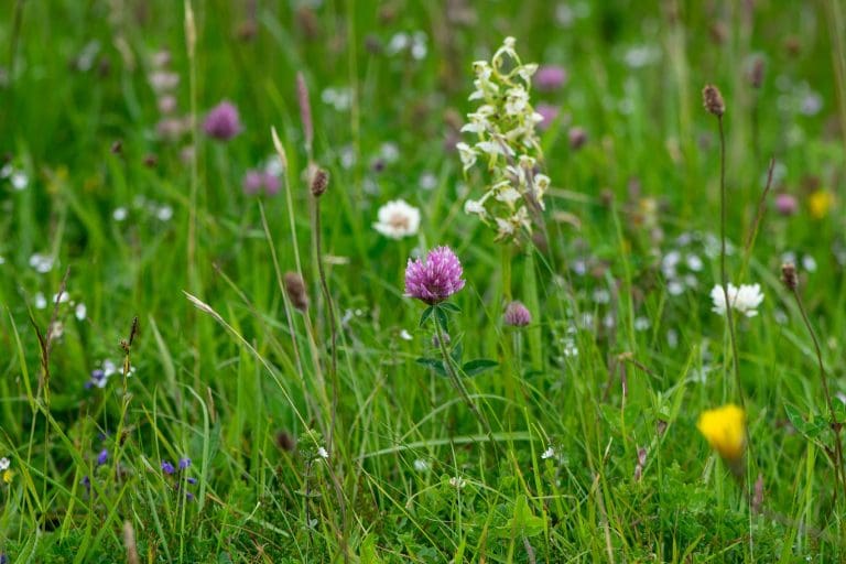 New hedgerow and grassland management guides for farmers