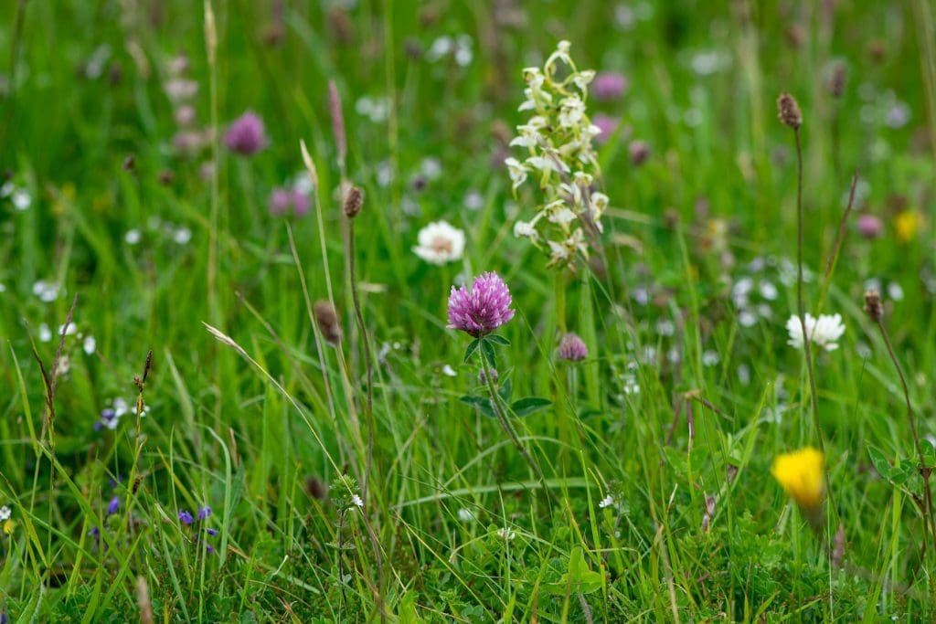 New hedgerow and grassland management guides for farmers