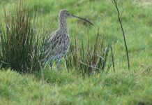 A future for curlews? A national perspective on Curlew decline, with the local Galloway experience.