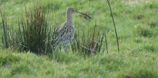 A future for curlews? A national perspective on Curlew decline, with the local Galloway experience.