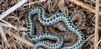Farmers and land managers urged to share adder sightings