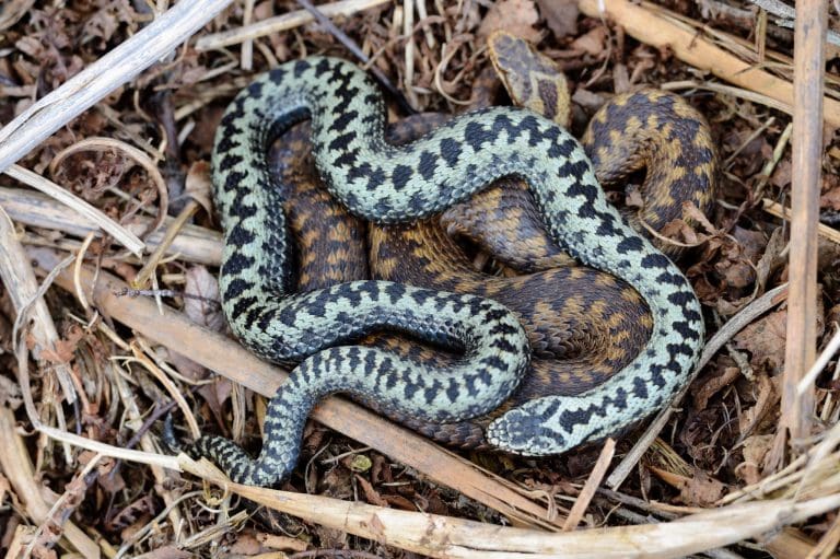 Farmers and land managers urged to share adder sightings