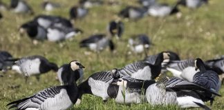 Barnacle geese credit Alex Hillier _ WWT (19)